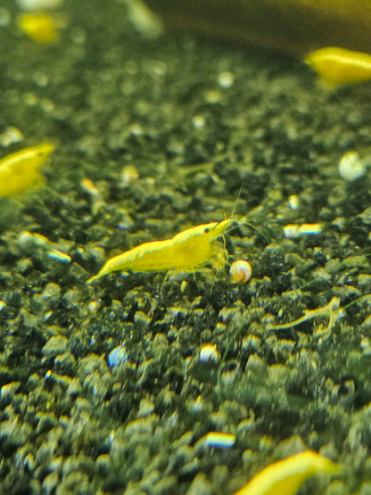 Crevette Neocaridina Yellow neon en aquarium – Le comptoir aquatique