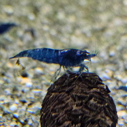 Crevette Neocaridina Blue velvet en aquarium – Le comptoir aquatique