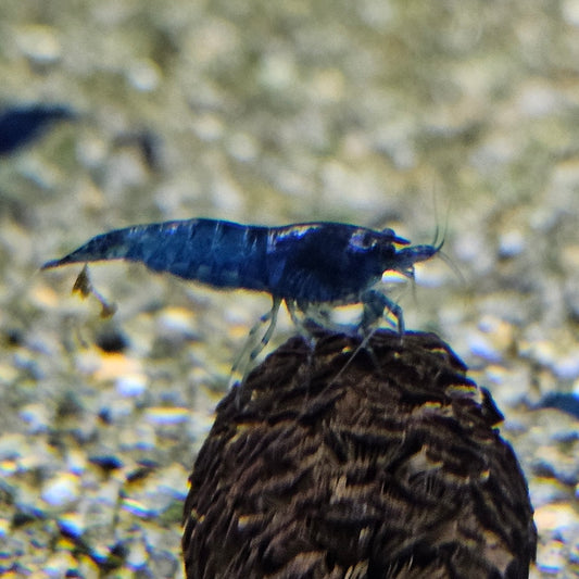 Crevette Neocaridina Blue velvet en aquarium – Le comptoir aquatique