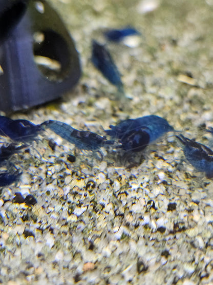 Crevette Neocaridina Blue velvet en aquarium – Le comptoir aquatique