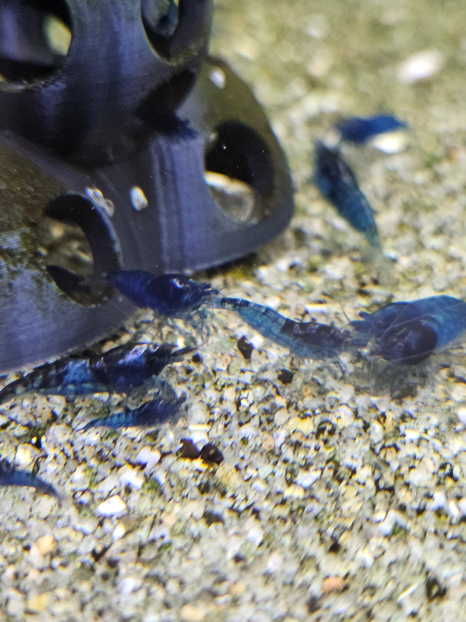 Crevette Neocaridina Blue velvet en aquarium – Le comptoir aquatique