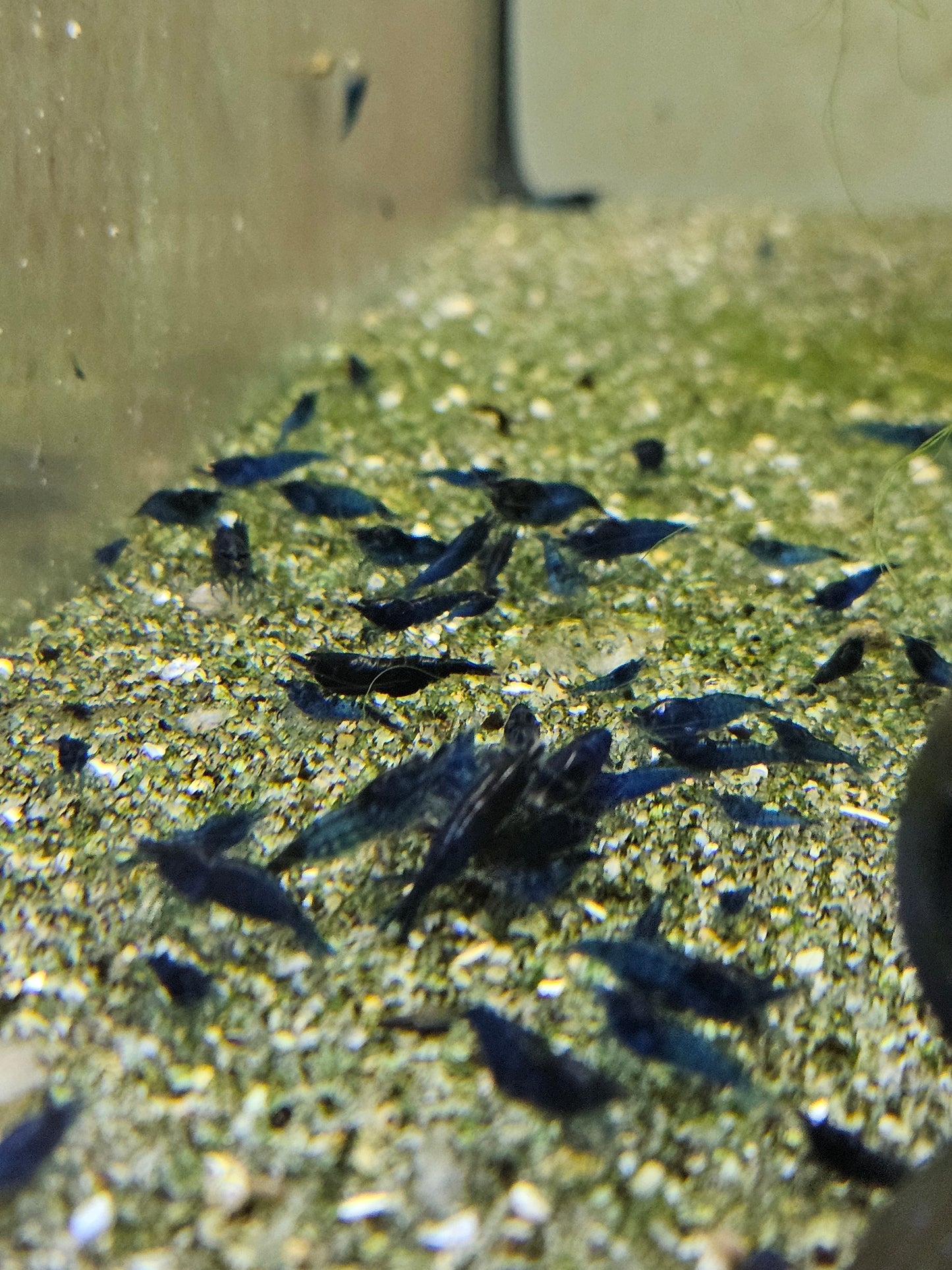 Crevette Neocaridina Blue velvet en aquarium – Le comptoir aquatique