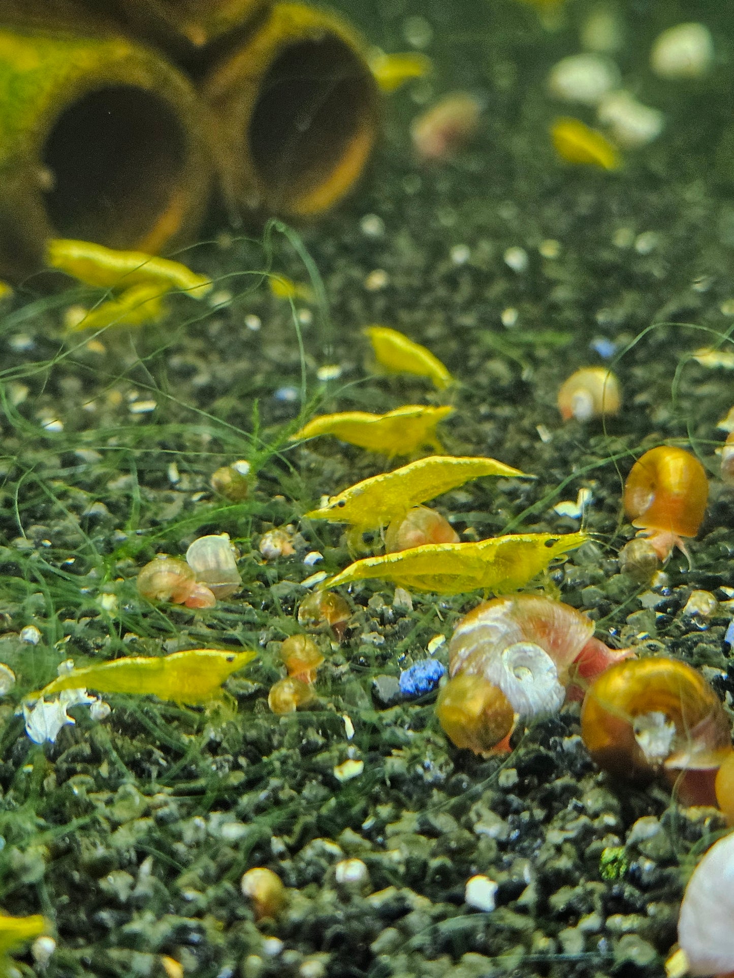 Crevette Neocaridina Yellow neon en aquarium – Le comptoir aquatique