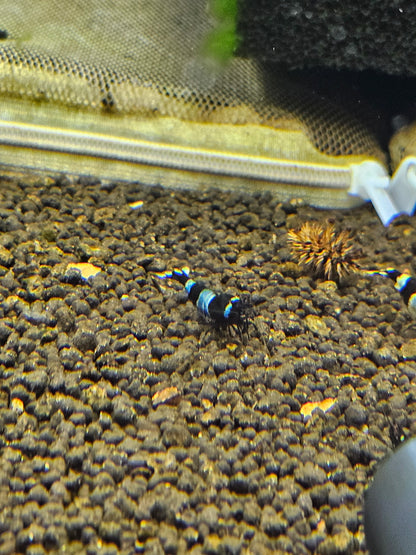 Caridina Panda blue en aquarium - le comptoir aquatique