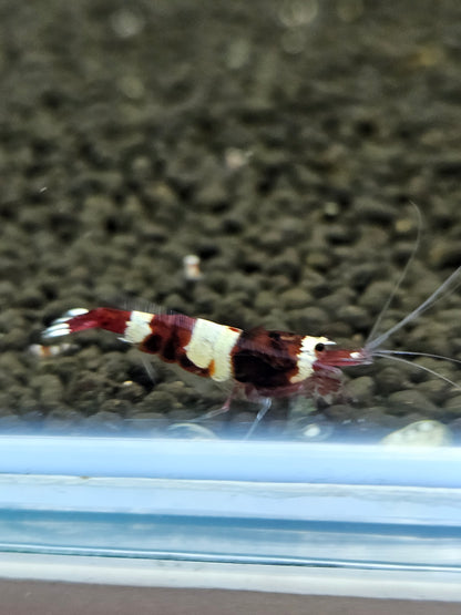 Caridina red wine en aquarium - le comptoir aquatique