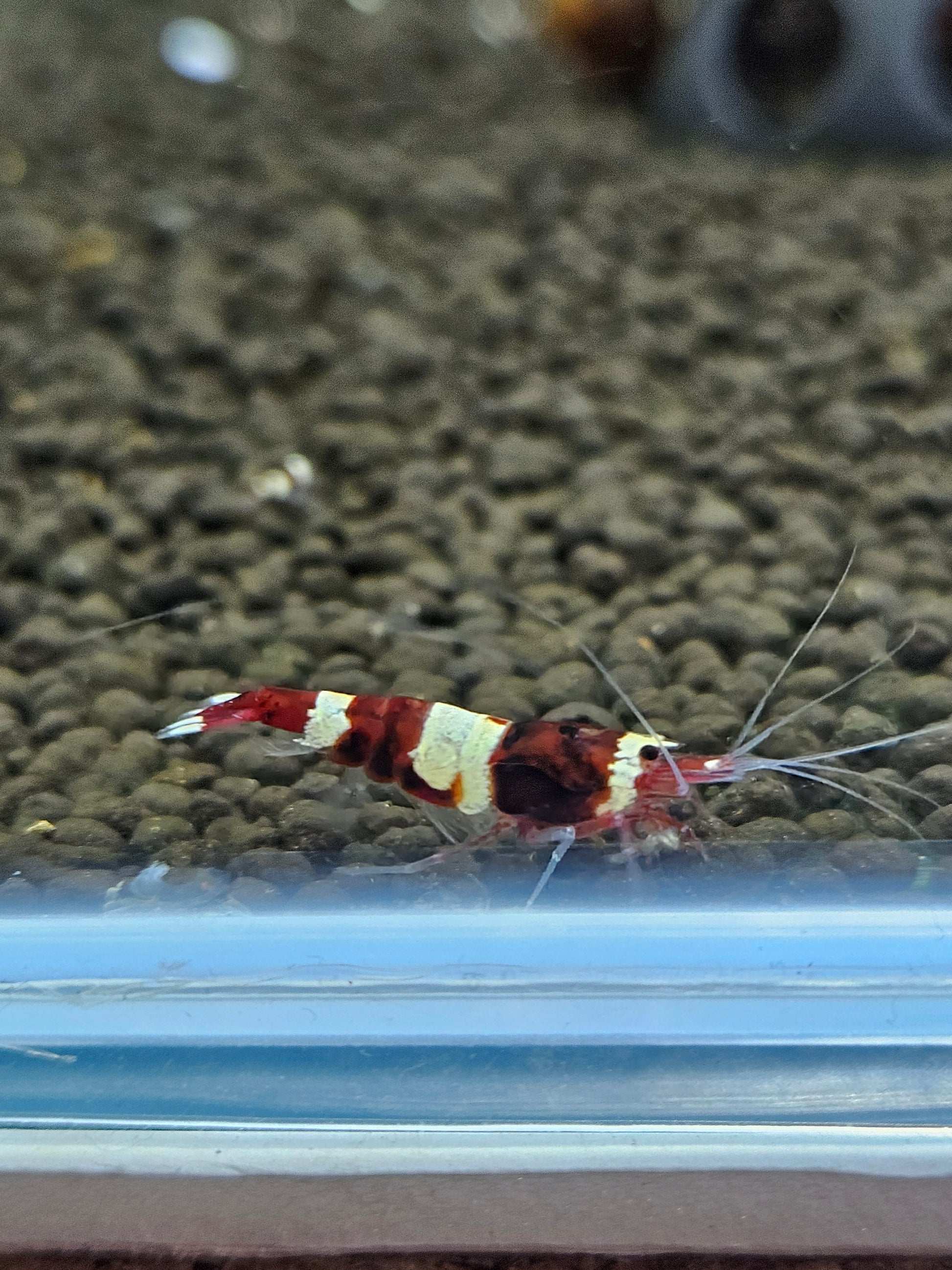 Caridina red wine en aquarium - le comptoir aquatique