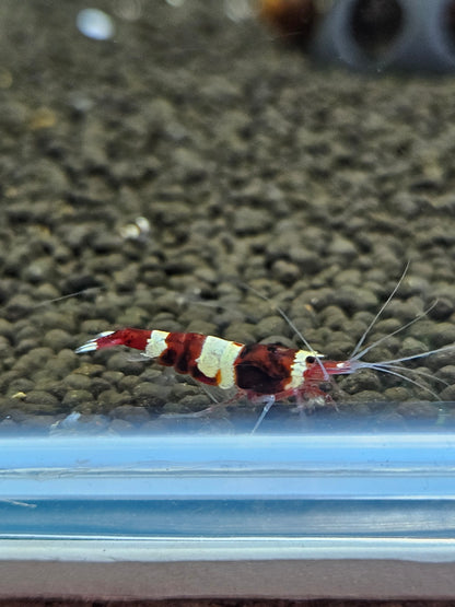 Caridina red wine en aquarium - le comptoir aquatique