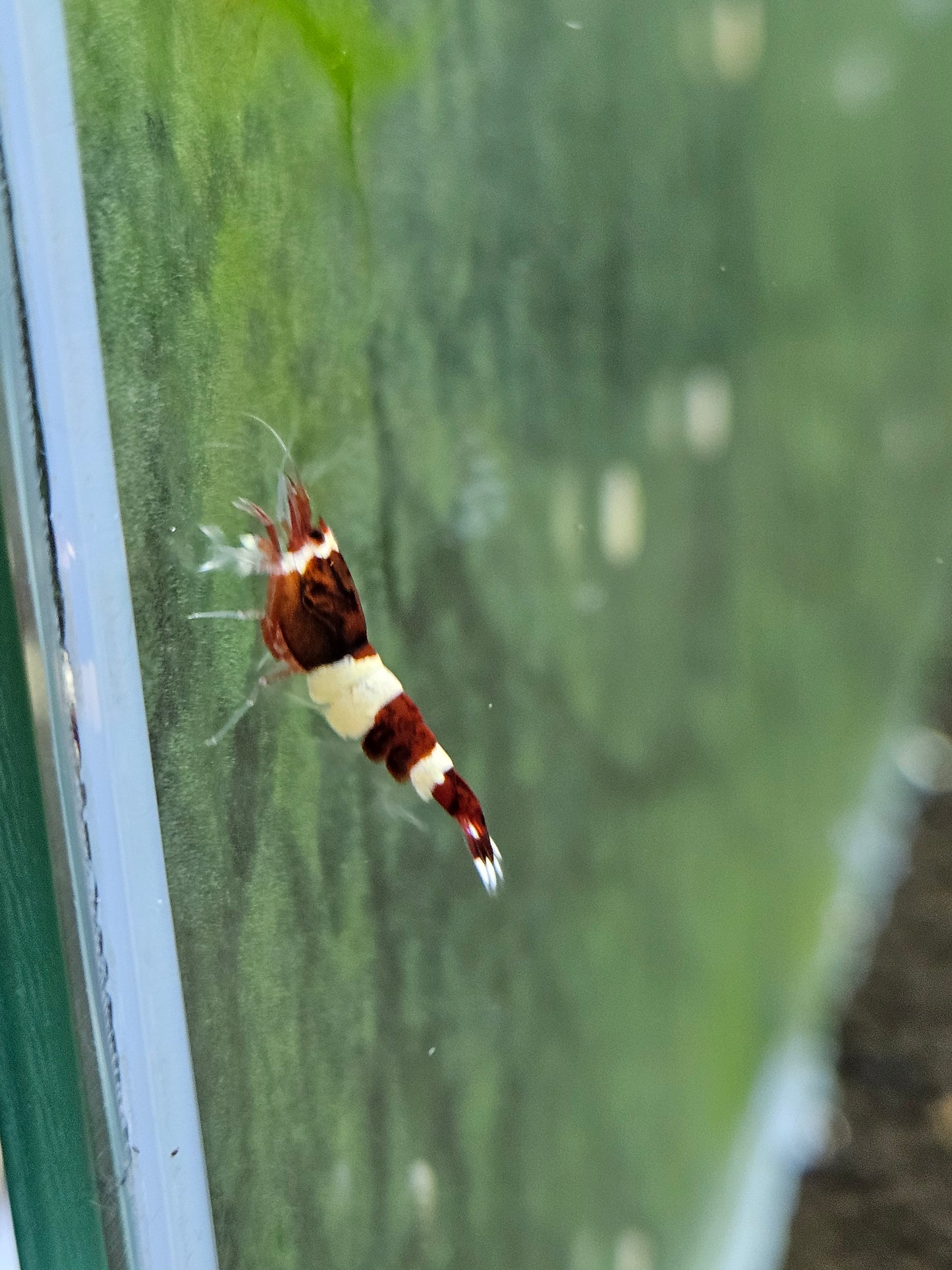 Caridina red wine en aquarium - le comptoir aquatique