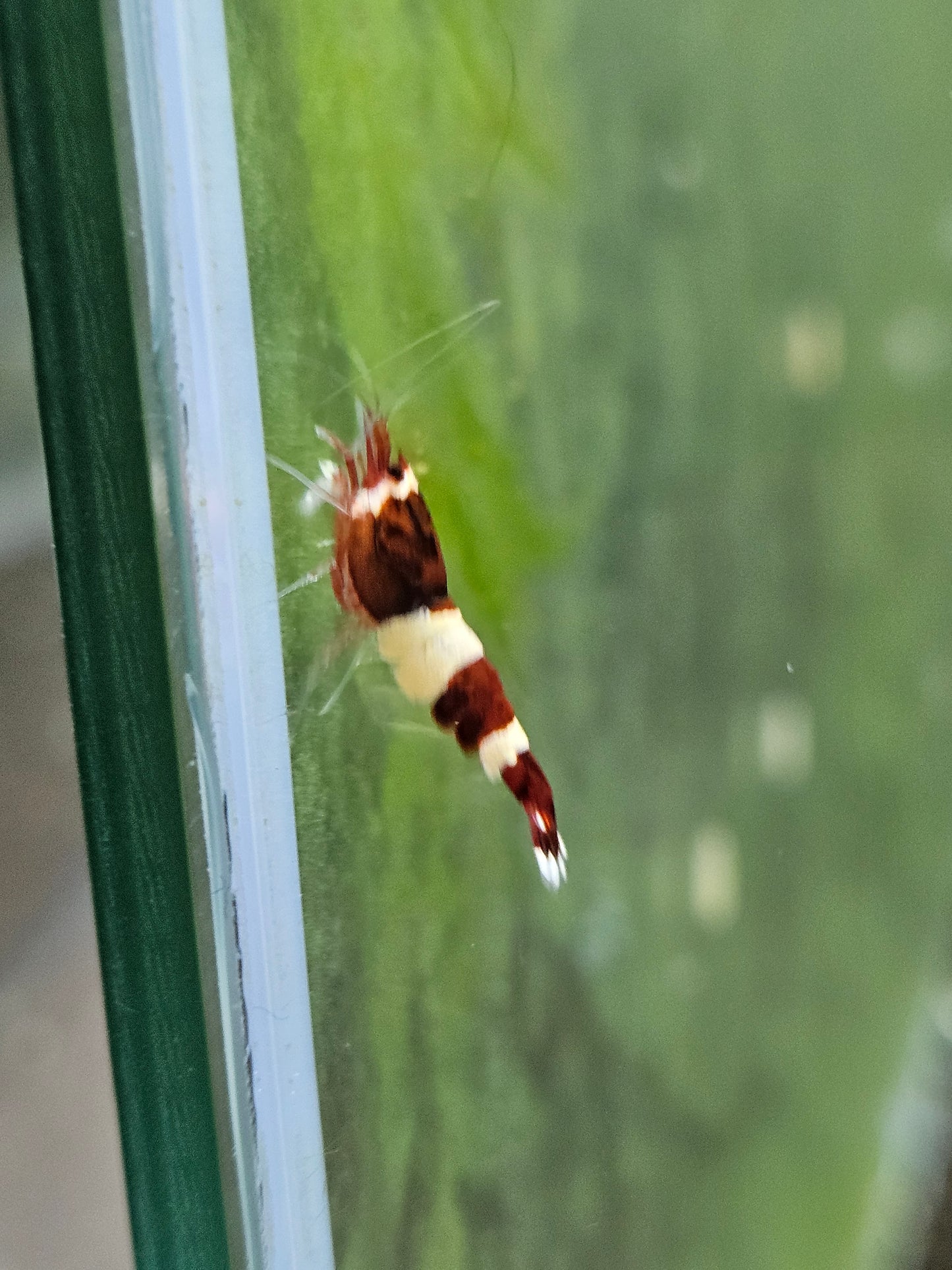 Caridina red wine en aquarium - le comptoir aquatique
