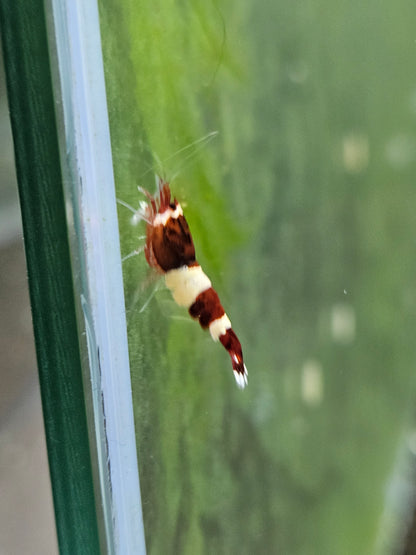 Caridina red wine en aquarium - le comptoir aquatique