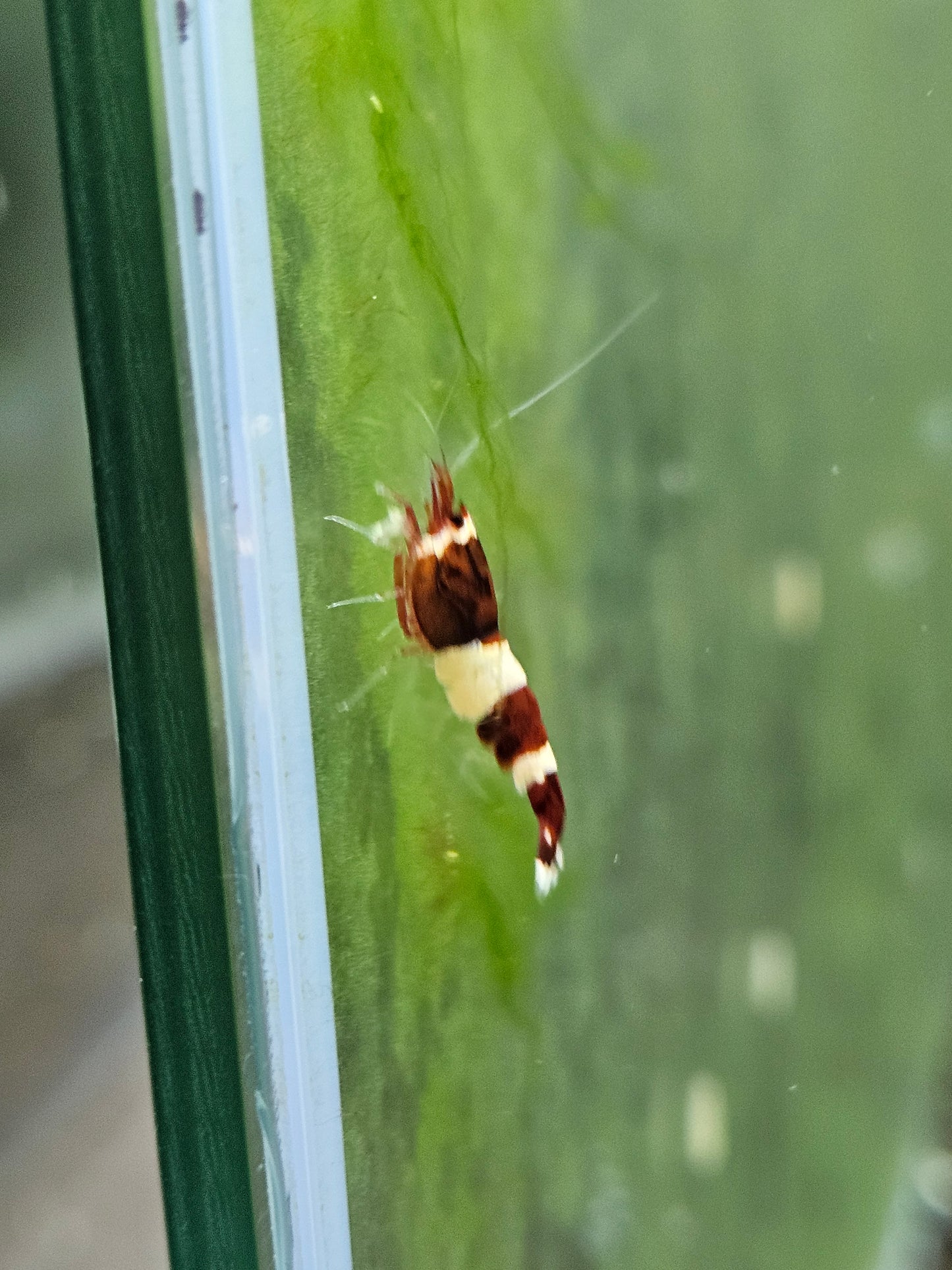 Caridina red wine en aquarium - le comptoir aquatique
