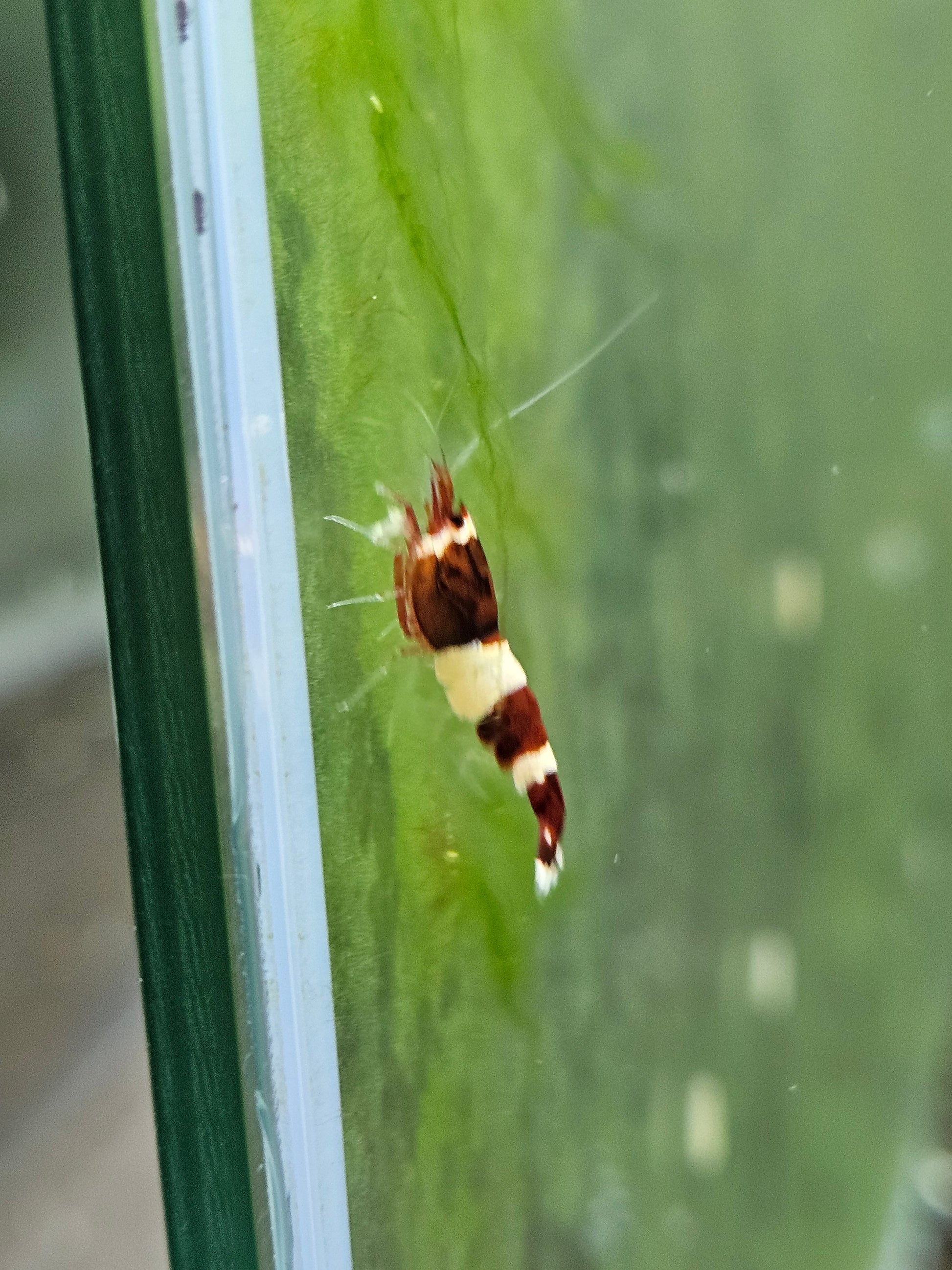 Caridina red wine en aquarium - le comptoir aquatique
