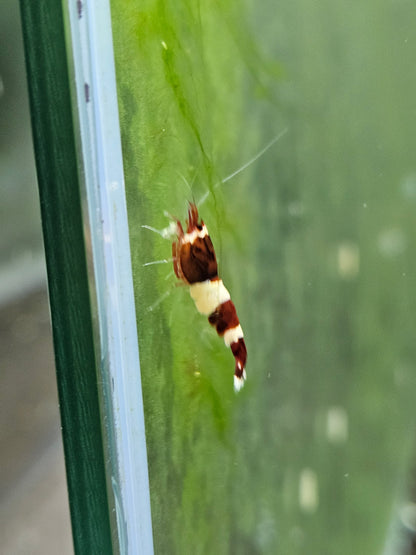 Caridina red wine en aquarium - le comptoir aquatique