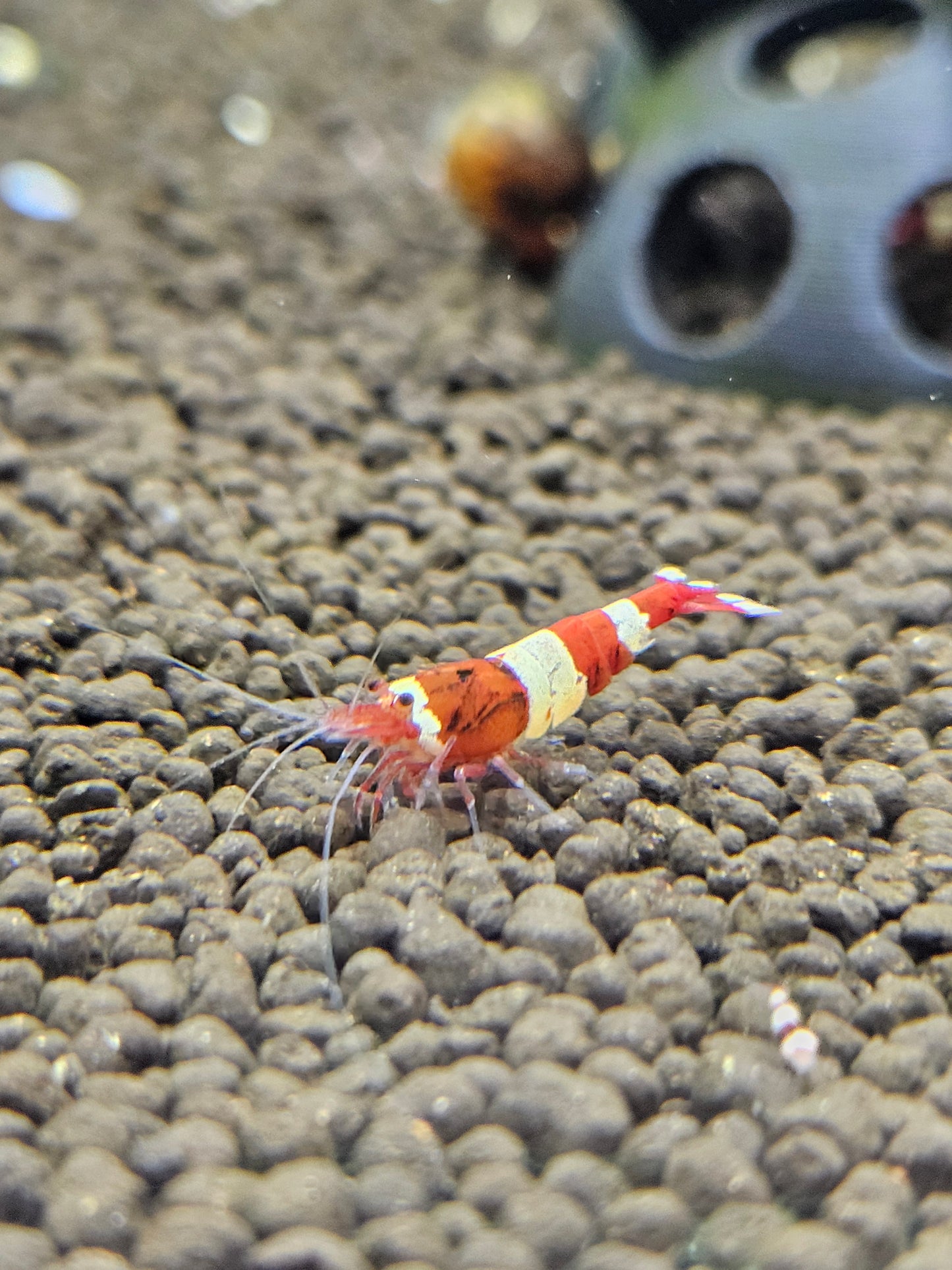 Caridina red wine en aquarium - le comptoir aquatique