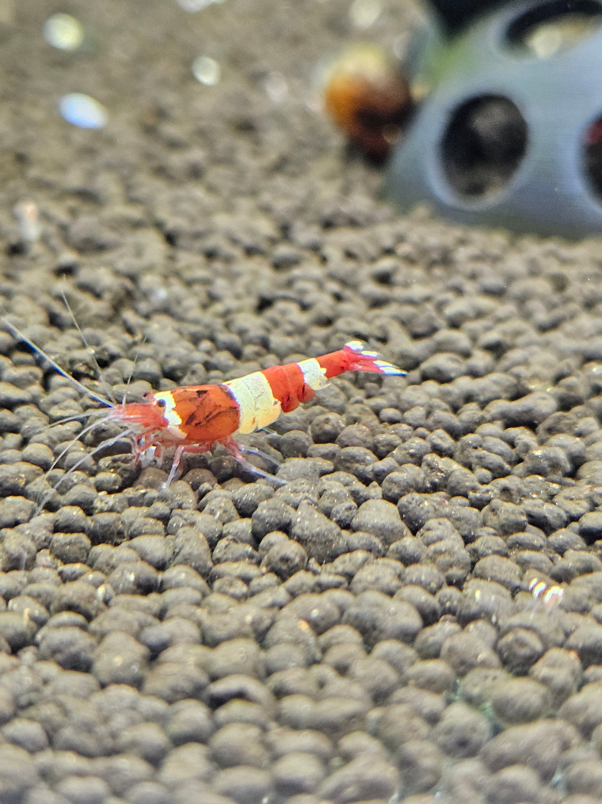 Caridina red wine en aquarium - le comptoir aquatique