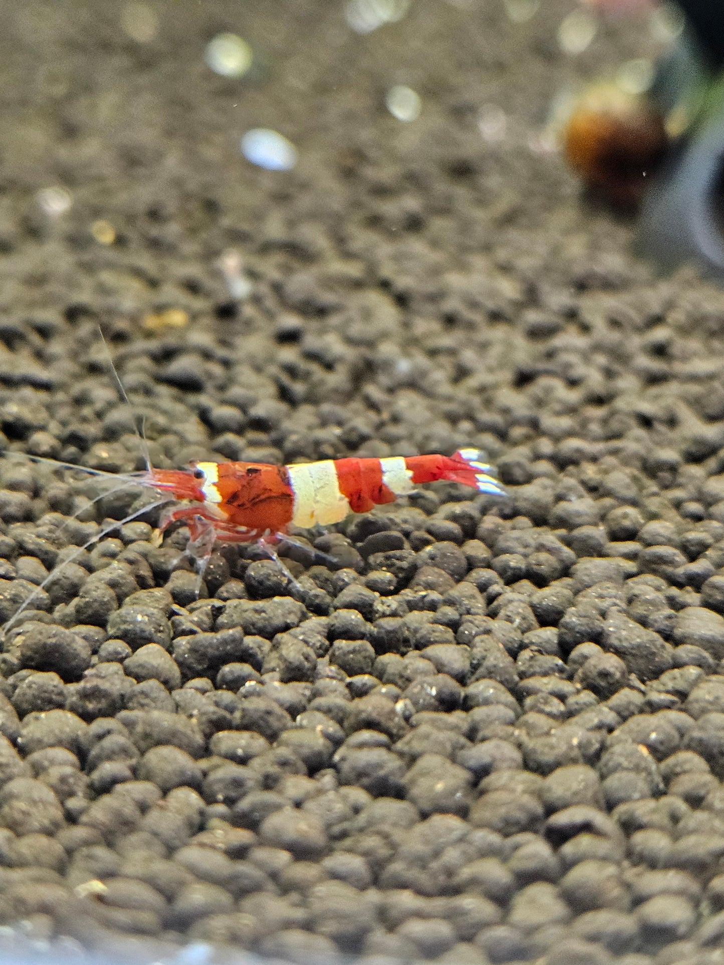 Caridina red wine en aquarium - le comptoir aquatique