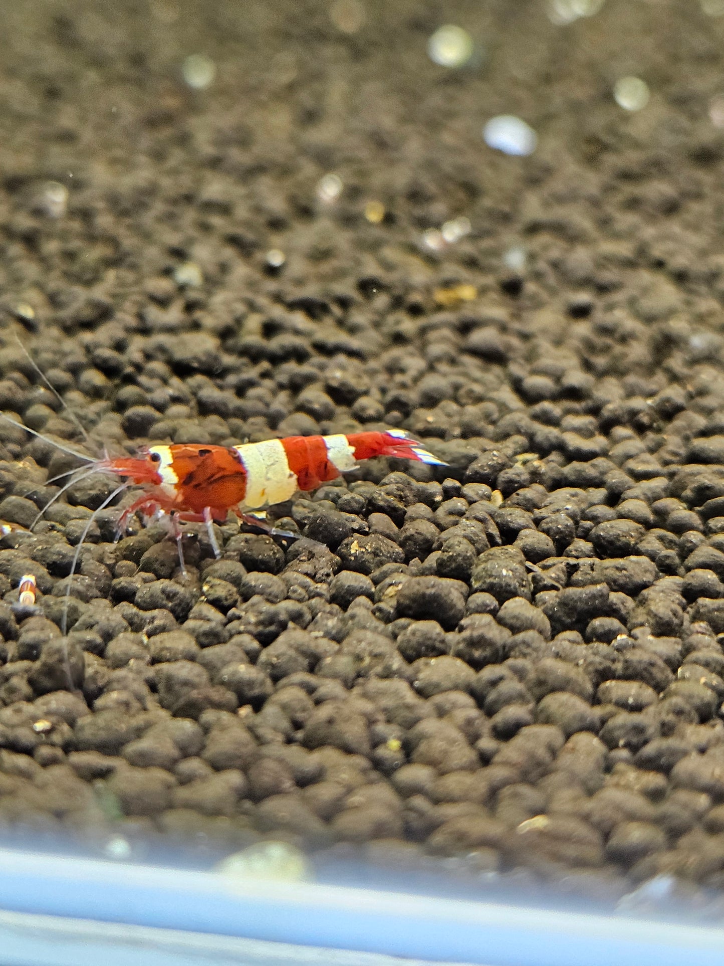 Caridina red wine en aquarium - le comptoir aquatique