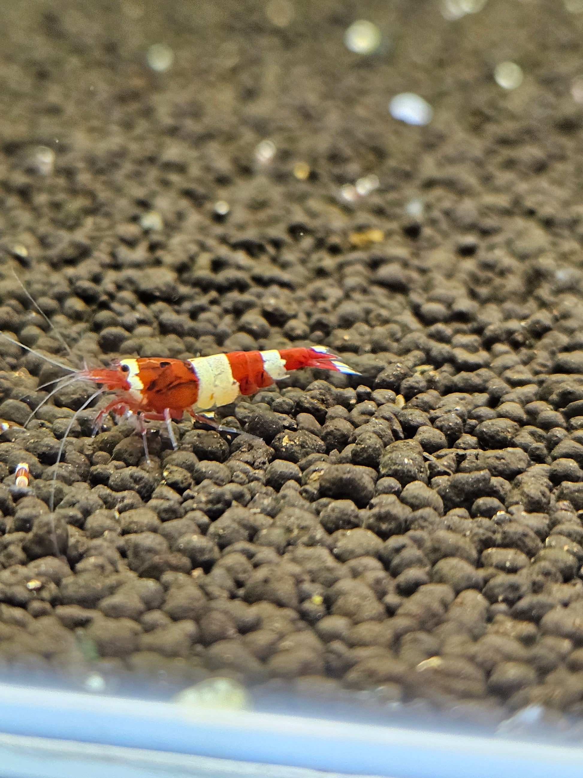 Caridina red wine en aquarium - le comptoir aquatique