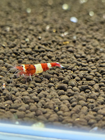 Caridina red wine en aquarium - le comptoir aquatique