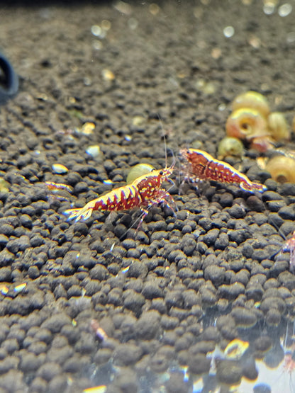 Caridina Galaxy red en aquarium - le comptoir aquatique