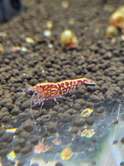 Caridina Galaxy red en aquarium - le comptoir aquatique
