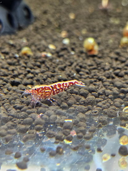 Caridina Galaxy red en aquarium - le comptoir aquatique