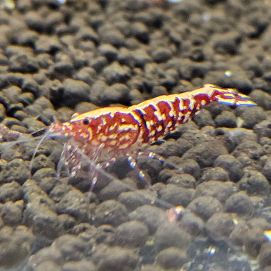 Caridina Galaxy red en aquarium - le comptoir aquatique
