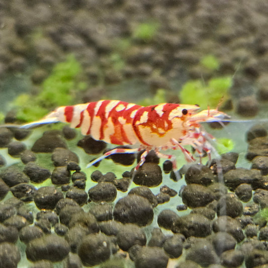 Caridina Fancy tiger red en aquarium - le comptoir aquatique