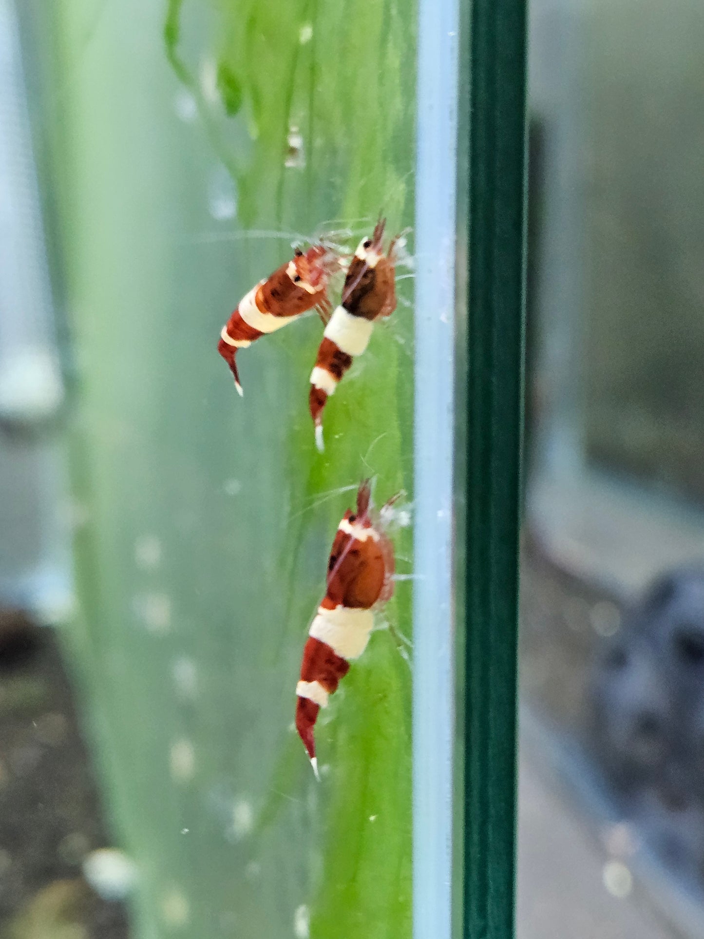 Caridina red wine en aquarium - le comptoir aquatique