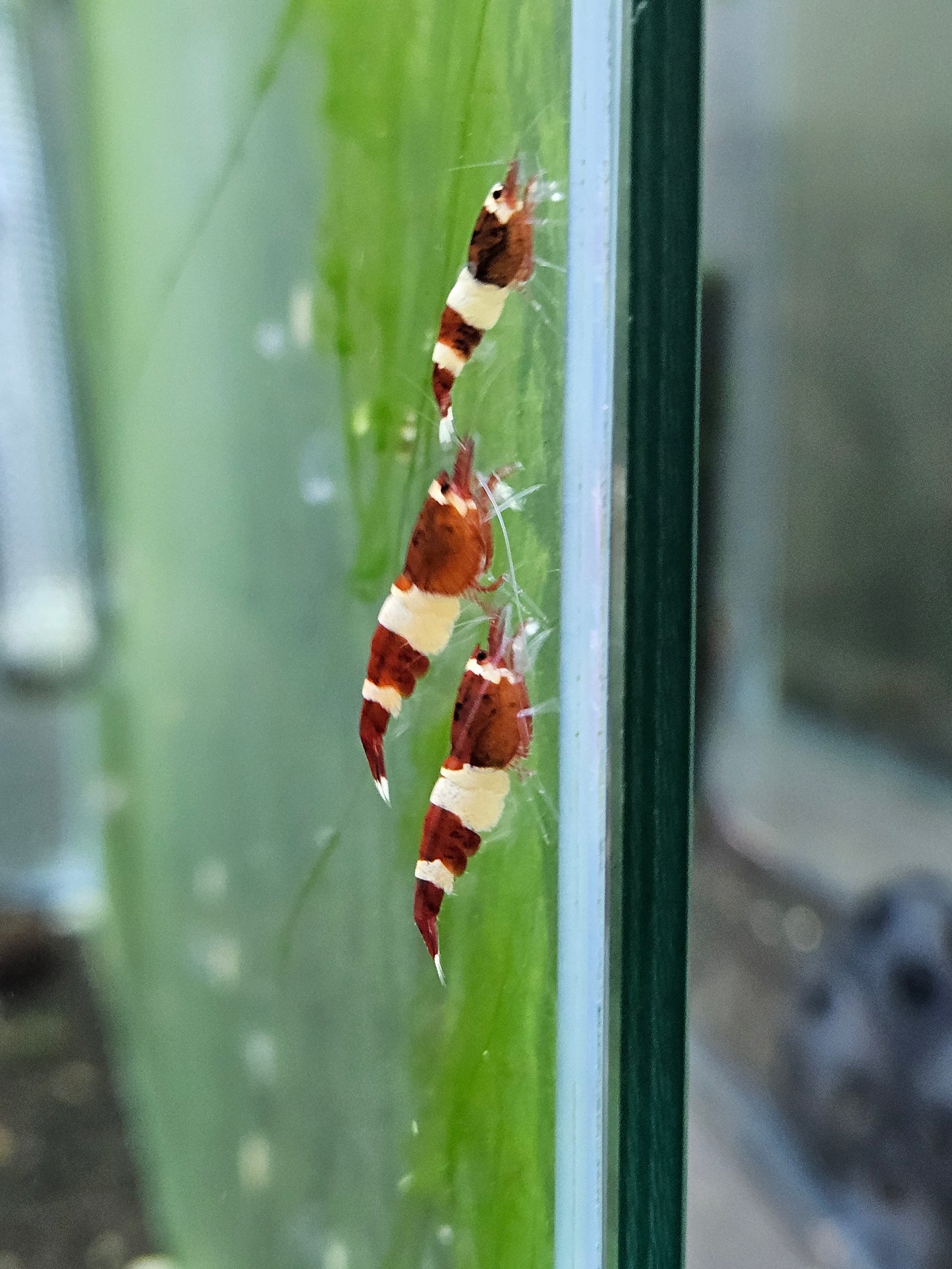Caridina red wine en aquarium - le comptoir aquatique