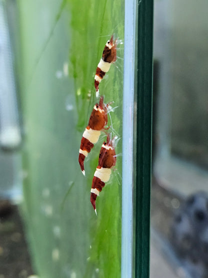 Caridina red wine en aquarium - le comptoir aquatique