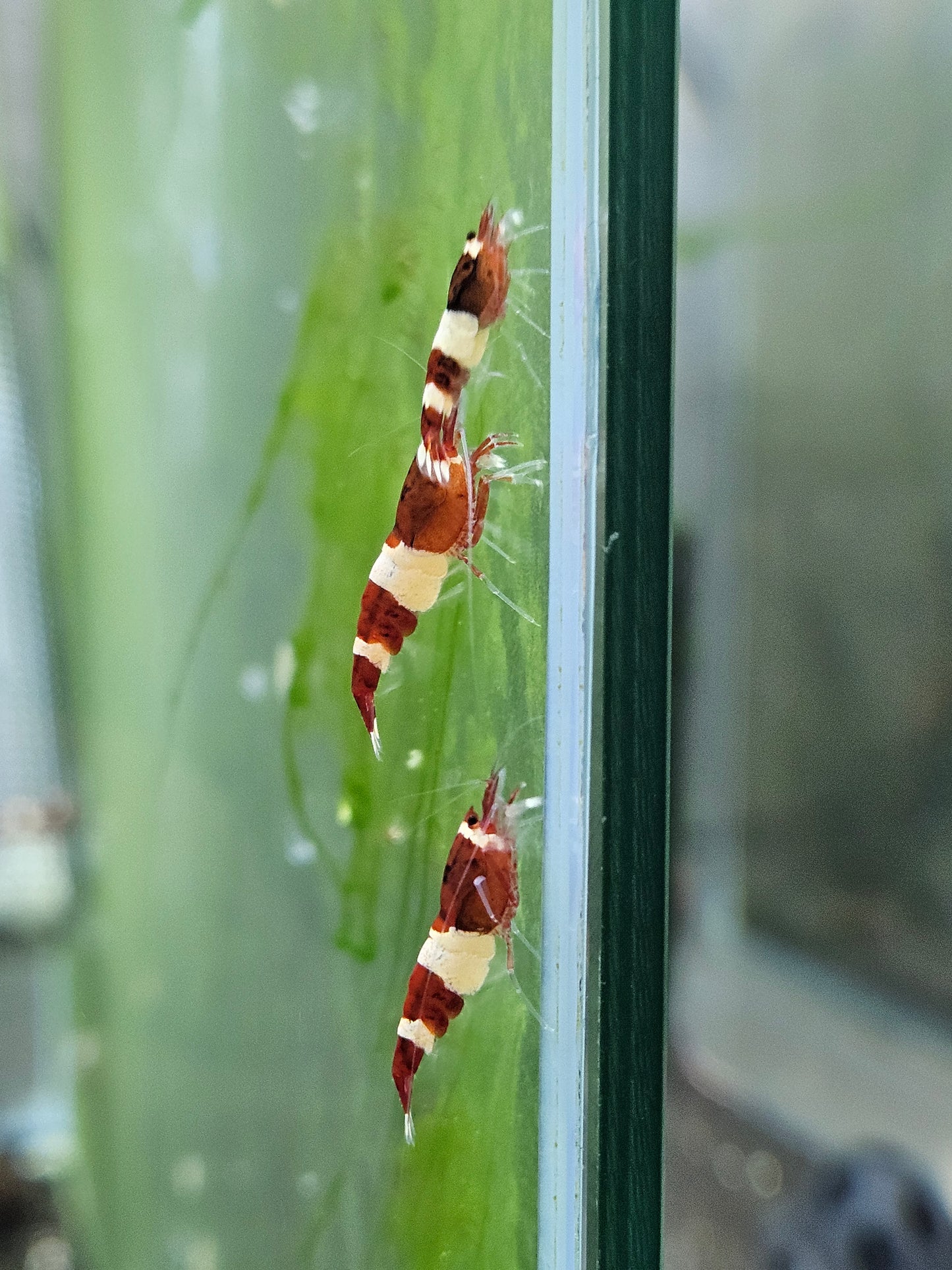 Caridina red wine en aquarium - le comptoir aquatique