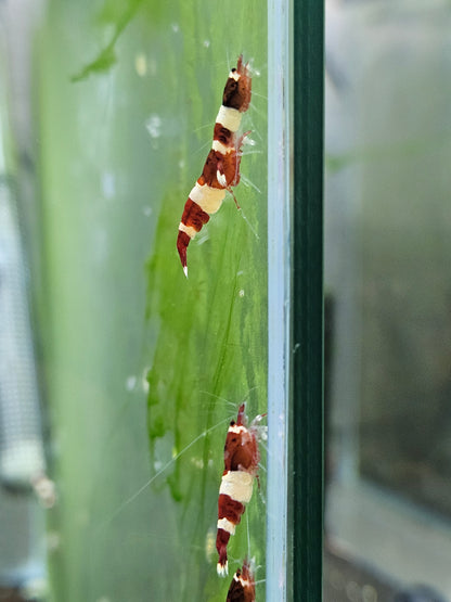 Caridina red wine en aquarium - le comptoir aquatique