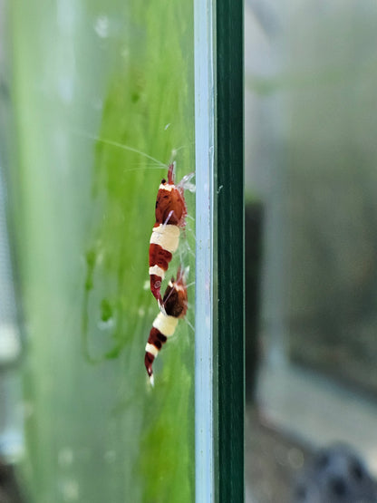 Caridina red wine en aquarium - le comptoir aquatique