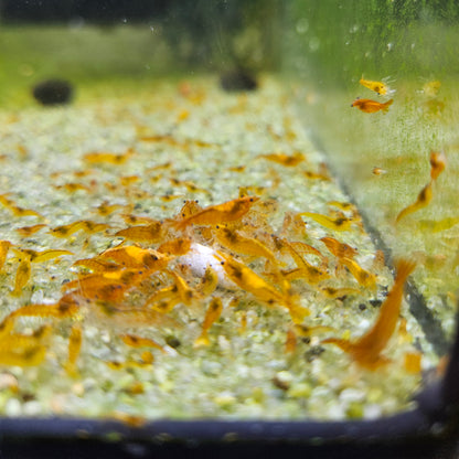 Crevette Neocaridina Orange sunkist