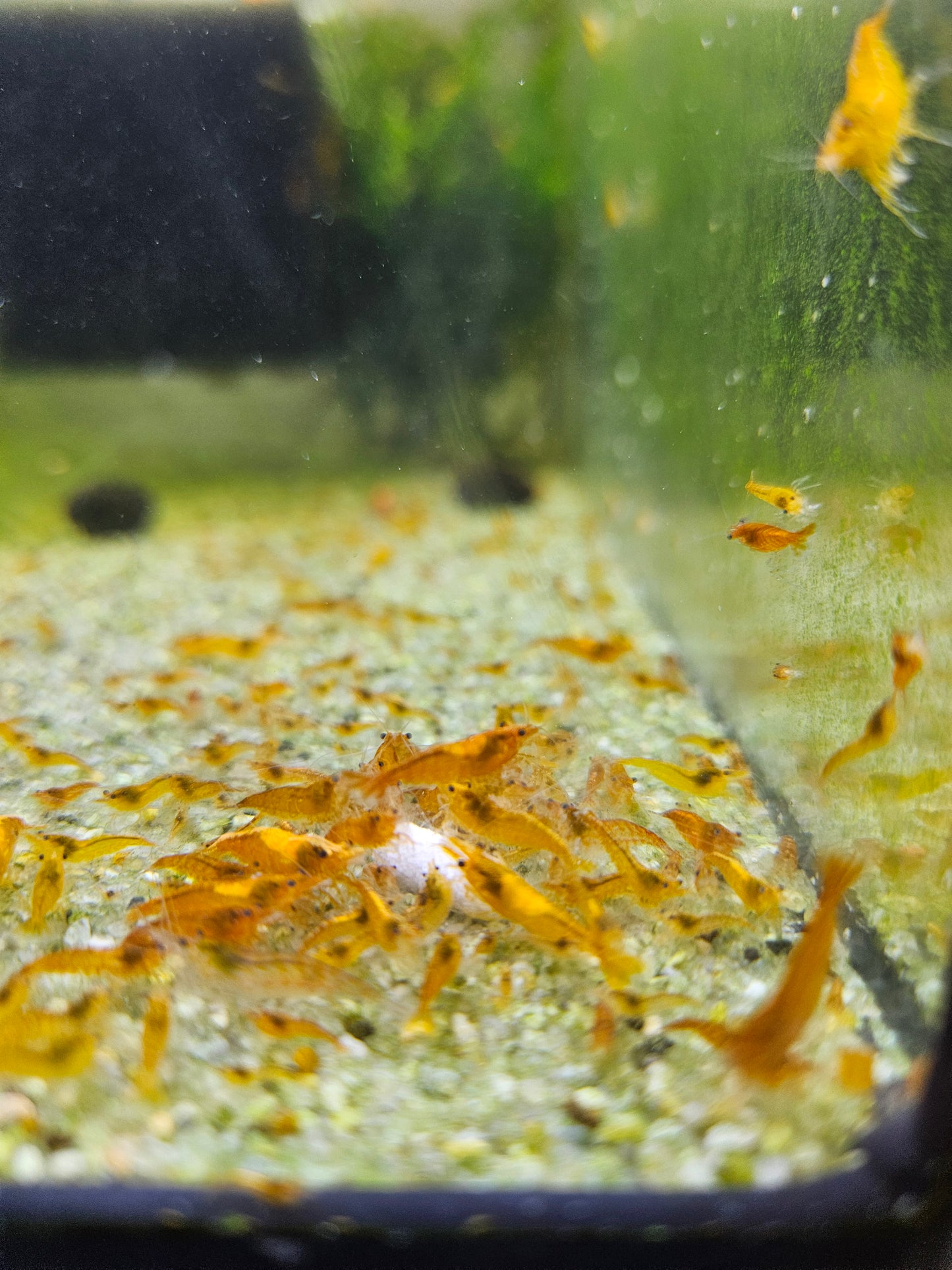 Crevette Neocaridina Orange sunkist