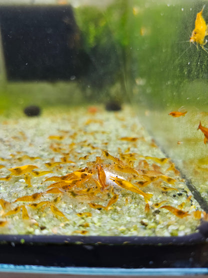 Crevette Neocaridina orange sunkist en aquarium - le comptoir aquatique