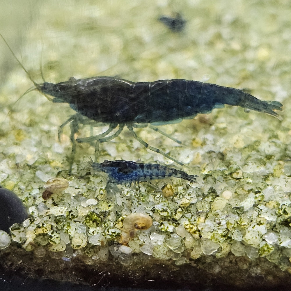 Crevette Neocaridina Blue velvet en aquarium – Le comptoir aquatique