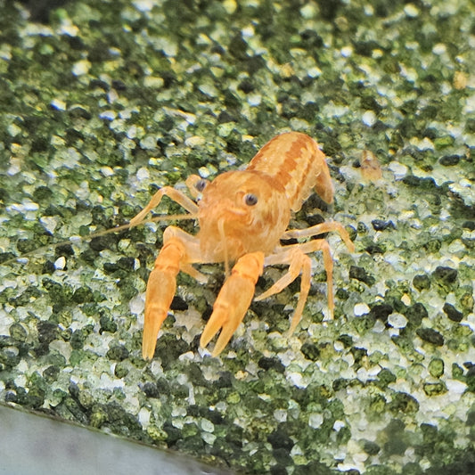 Écrevisse CPO Cambarellus patzcuarensis en aquarium – Le comptoir aquatique