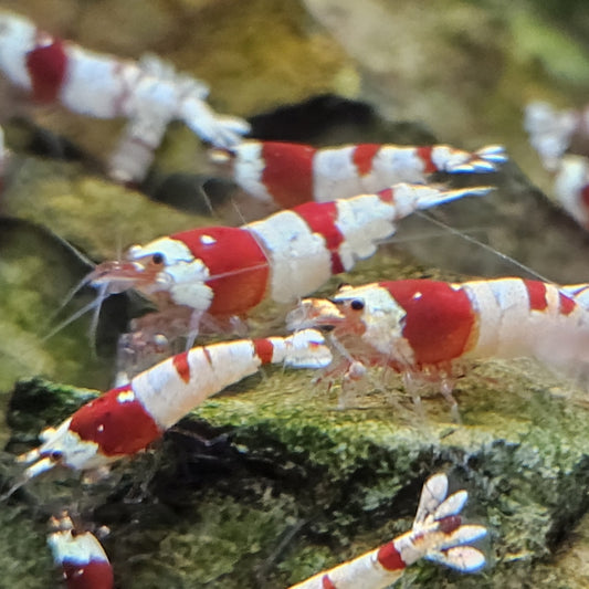 Caridina Crystal red