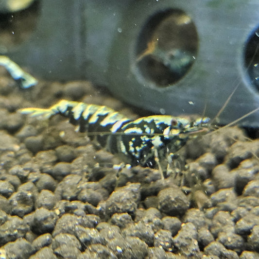 Caridina galaxy black