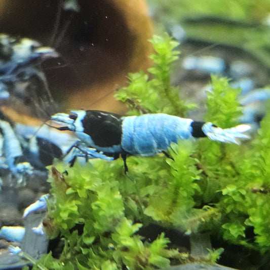 Caridina Mosura Blue