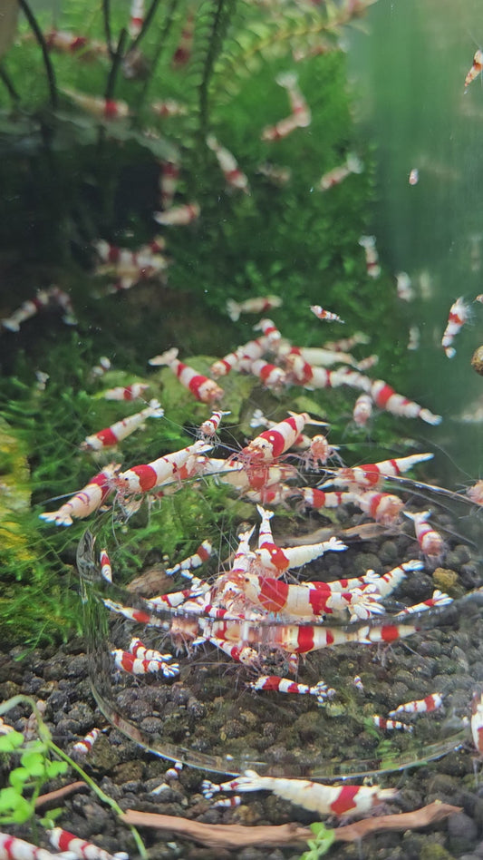 Caridina Crystal red