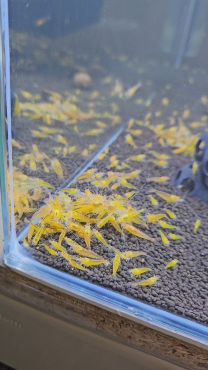 Crevette Caridina Yellow King Kong Orange Eyes – Le comptoir aquatique