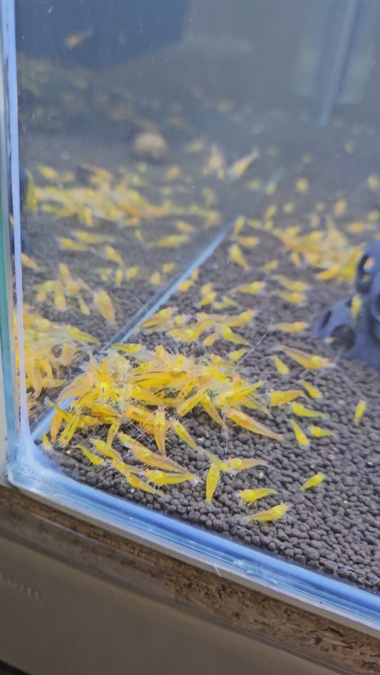 Caridina yellow king kong orange eyes