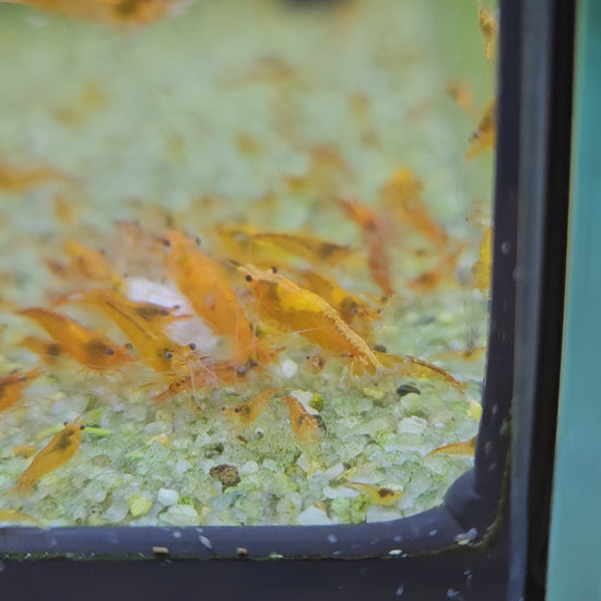Crevette Neocaridina orange sunkist en aquarium - le comptoir aquatique
