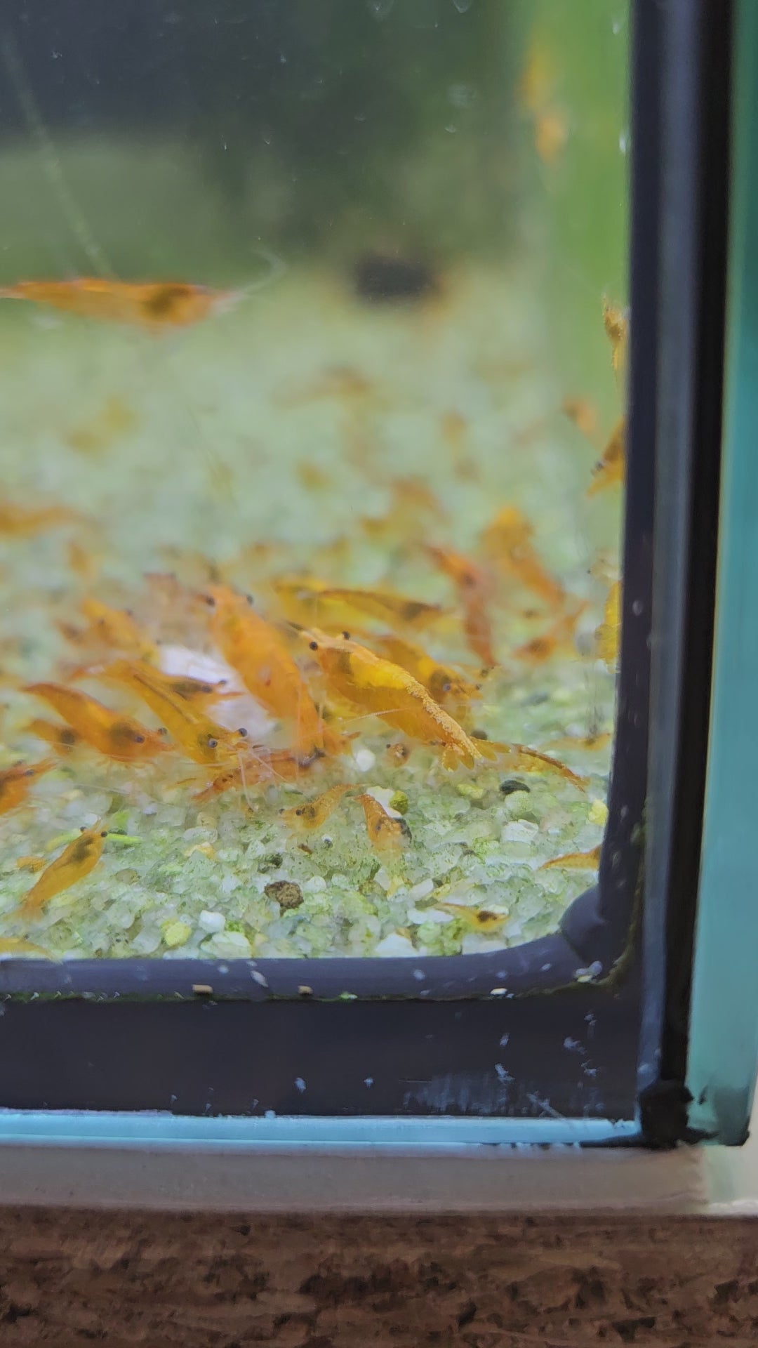 Crevette Neocaridina orange sunkist en aquarium - le comptoir aquatique