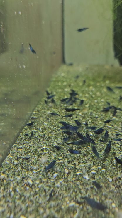 Crevette Neocaridina Blue Velvet