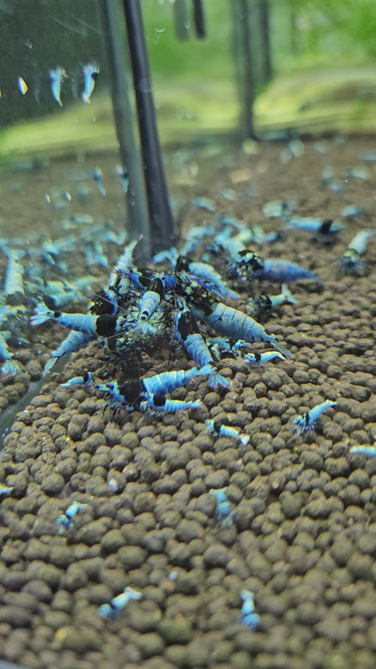 Caridina Mosura Blue