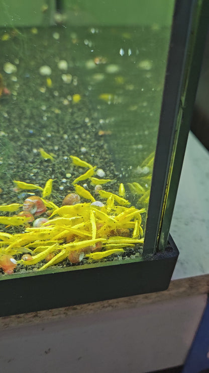 Crevette Neocaridina Yellow neon